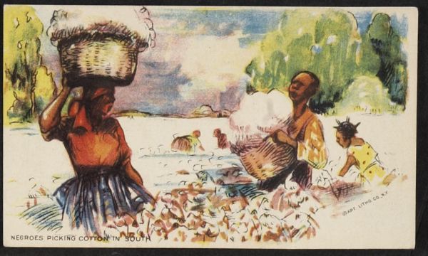 D41 Historical Picture Cards Negroes Picking Cotton In South